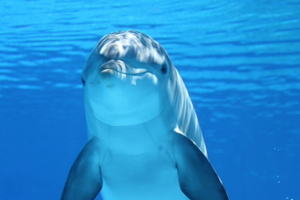 Happy Dolphin- Wilkommensangebot
